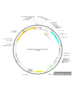 pSIRT3(human)-Fluc-SV40-hRluc-Neo