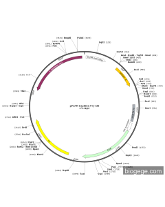 pPLPR-E(phiX174)-Chl