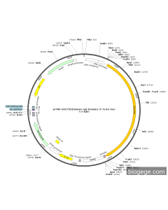 pCMV-GUCY2D(human-opt-human)-3×FLAG-Neo