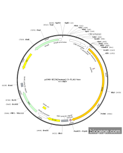 pCMV-SEZ6(human)-3×FLAG-Neo