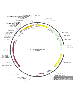pT7-C1D(human)-6×His