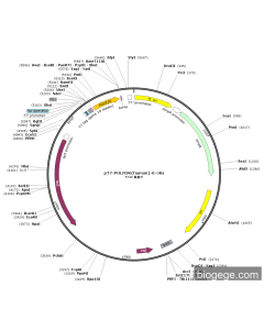 pT7-POLR3K(human)-6×His