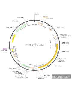 pLV3-CMV-STAT3-human-Puro