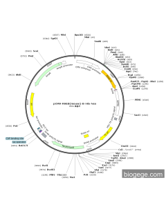 pCMV-RHEB(mouse)-8×His-Neo