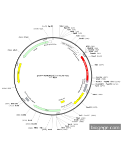 pCMV-RBM38(pig)-3×FLAG-Neo