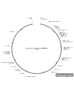 pCMV-SPORT6-Eci1(mouse)(2synonymous mutations)