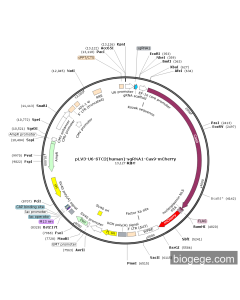 pLV3-U6-STC2(human)-sgRNA1-Cas9-mCherry
