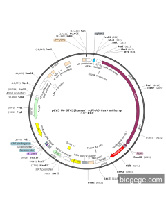 pLV3-U6-STC2(human)-sgRNA3-Cas9-mCherry