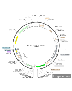 pLV-circRNA0010984(human)