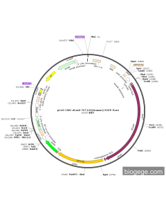 pLV3-CMV-dCas9-TET1CD(human)-EGFP-Puro