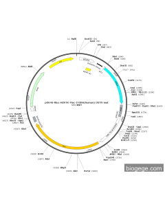 pSV40-Rluc-HSVTK-Fluc-ITGB6(human)-3UTR-mut
