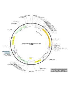 pCMV-TEAD4(human)-3×FLAG-Neo