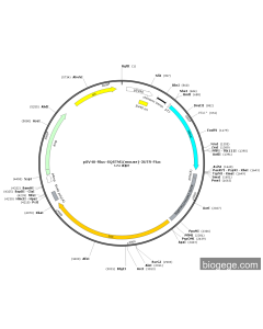 pSV40-Rluc-SQSTM1(mouse)-3UTR-Fluc