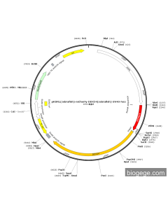pKDRL(zebrafish)-mCherry-DDX24(zebrafish)-SV40-Neo