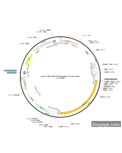 pLV2-CMV-HECTD3(human)-3-FLAG-Puro