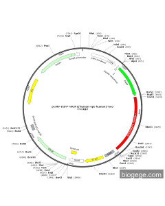 pCMV-EGFP-NR2F1(human-opt-human)-Neo