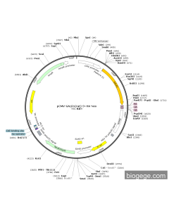 pCMV-GALR1(rat)-3×HA-Neo