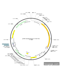 pCMV-Acsm2(mouse)-3×FLAG-Neo