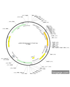 pCMV-GPX4(mouse)-3×FLAG-Neo