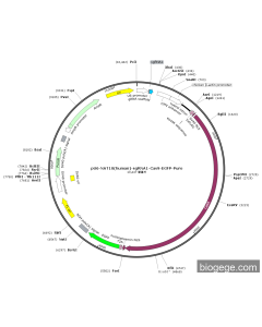 pU6-NAT10(human)-sgRNA1-Cas9-EGFP-Puro