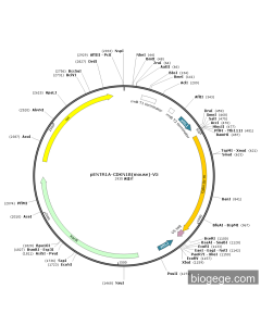 pENTR1A-CDKN1B(mouse)-V5