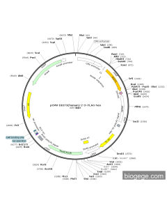 pCMV-DDIT3(human)-2-3×FLAG-Neo