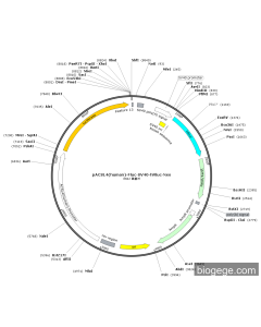 pACSL4(human)-Fluc-SV40-hRluc-Neo