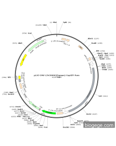pLV3-CMV-LINC00662(human)-CopGFP-Puro