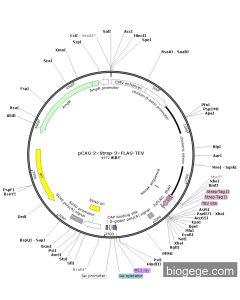pCAG-2×Strep-3×FLAG-TEV