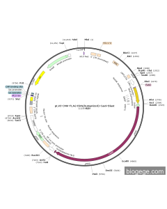 pLV3-CMV-FLAG-BirA(humanized)-Cas9-Blast