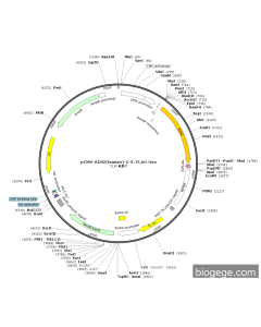 pCMV-AIM2(human)-2-3×FLAG-Neo
