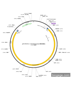 pENTR223.1-CUL9(human)(1synonymous mutations)