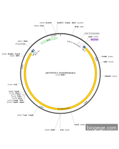 pENTR223.1-ACACB(human)