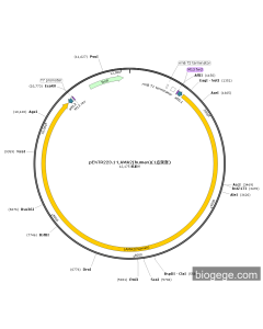 pENTR223.1-LAMA2(human)(1point mutation)
