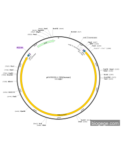 pENTR223.1-TPR(human)