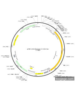 pCMV-LOXL4(human)-3×FLAG-Neo