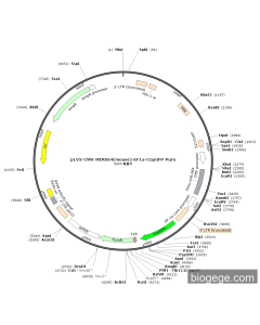 pLV3-CMV-MIR664(mouse)-EF1a-CopGFP-Puro