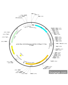 pCAG-Rluc-GATA2(human)-3UTR(1-873bp)-T7-Fluc