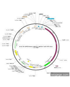 pLV2-U6-GHR(human)-sgRNA1-sgRNA2-Cas9-GFP-Puro