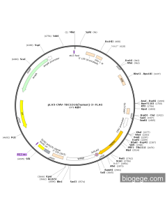 pLV3-CMV-TBC1D16(human)-3×FLAG