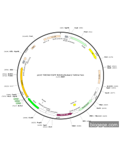 pLV2-TRE3GS-EGFP-RUNX1(human)-TetOne-Neo