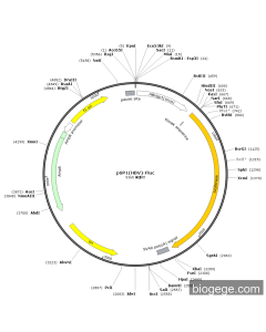 pSP1(HBV)-Fluc