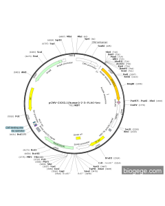 pCMV-CX3CL1(human)-2-3×FLAG-Neo
