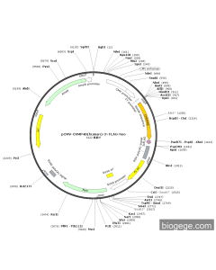 pCMV-CHMP4B(human)-3×FLAG-Neo
