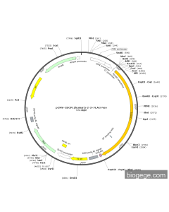 pCMV-CDCP1(human)-2-3×FLAG-Neo