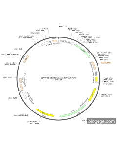 pLV3-U6-GPX4(human)-shRNA3-Puro