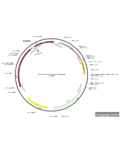 pTac-GST-PD-L1(mouse)-Nanobody