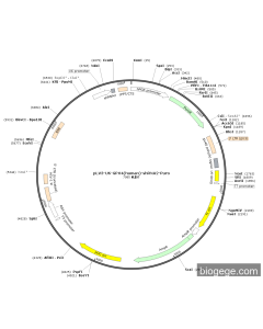 pLV3-U6-GPX4(human)-shRNA2-Puro