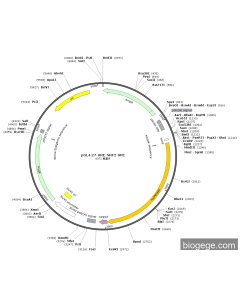 pGL4.27-ARE-NRF2-SPE