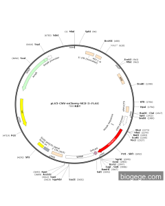 pLV3-CMV-mCherry-MCS-3×FLAG